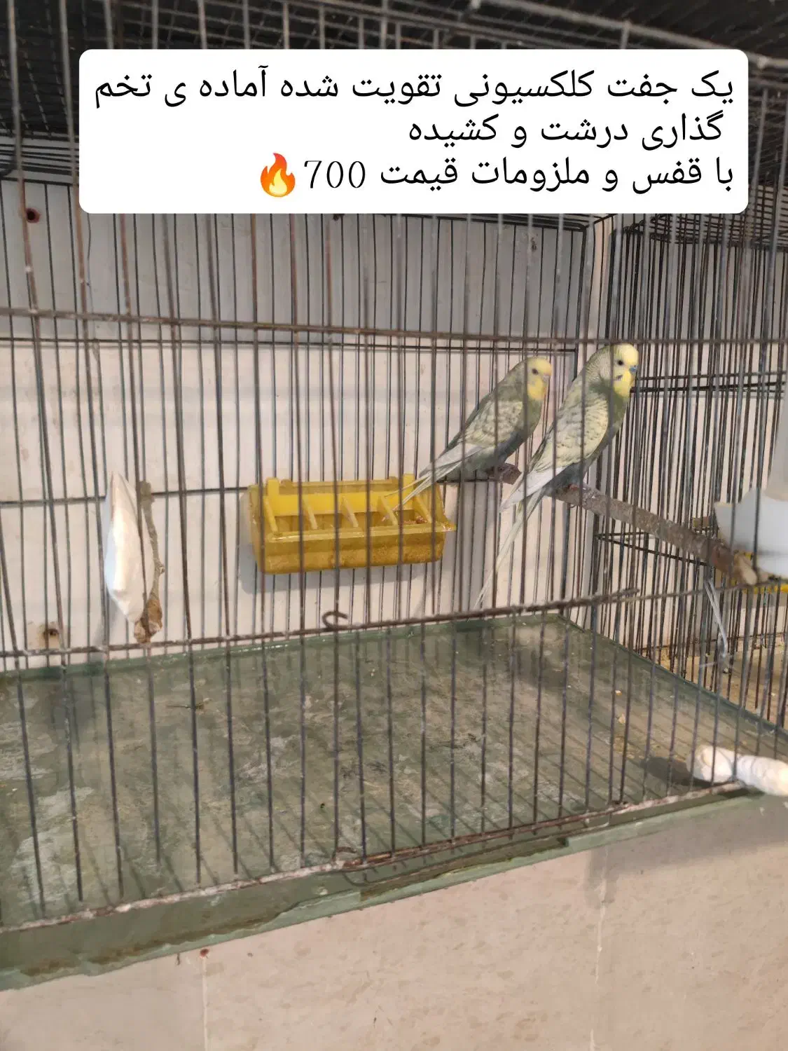 ده جفت مرغ عشق نژاد دار (حراج)|پرنده|پاوه, |دیوار