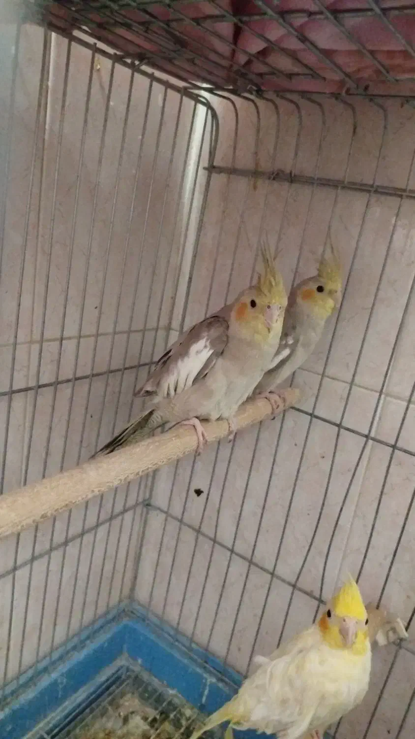 عروس هلندی|پرنده|شیراز, جوادیه|دیوار