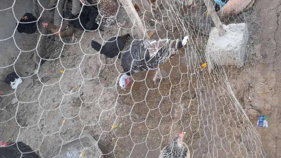 خروس و بوقلمو|حیوانات مزرعه|دزفول, |دیوار