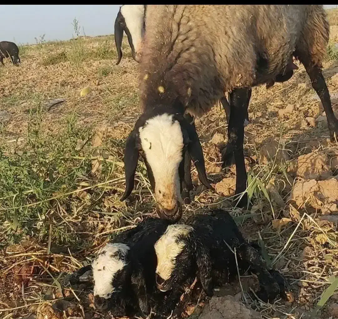 صفحه اصلی بلاگ دامپروری پرورش گوسفند شال بره csre|حیوانات مزرعه|بومهن, |دیوار
