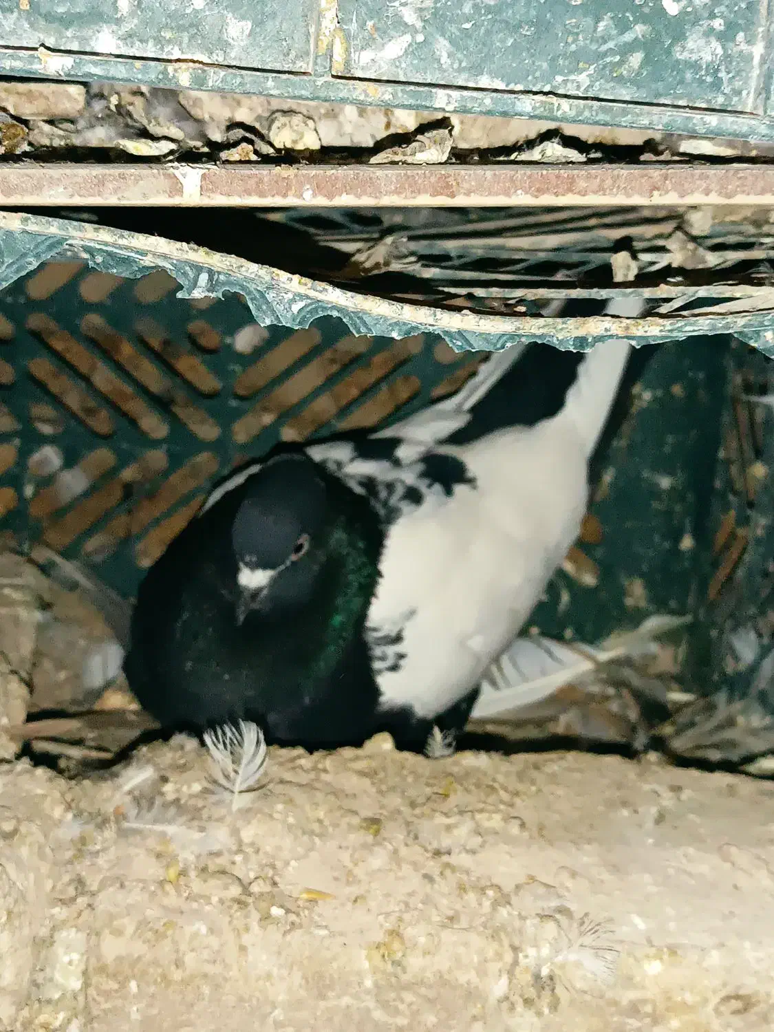 ماده دوکت سفید|حراج|فسا, |دیوار