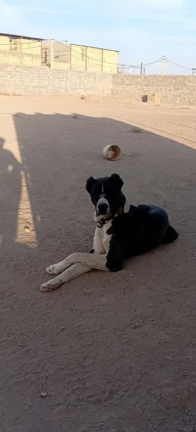 توله‌نر۱۳یا۱۴ماهه|سگ|تهران, بهمن یار|دیوار