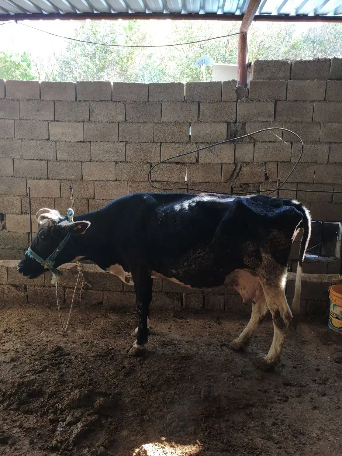 گاو قصابی|حیوانات مزرعه|اندیکا, |دیوار