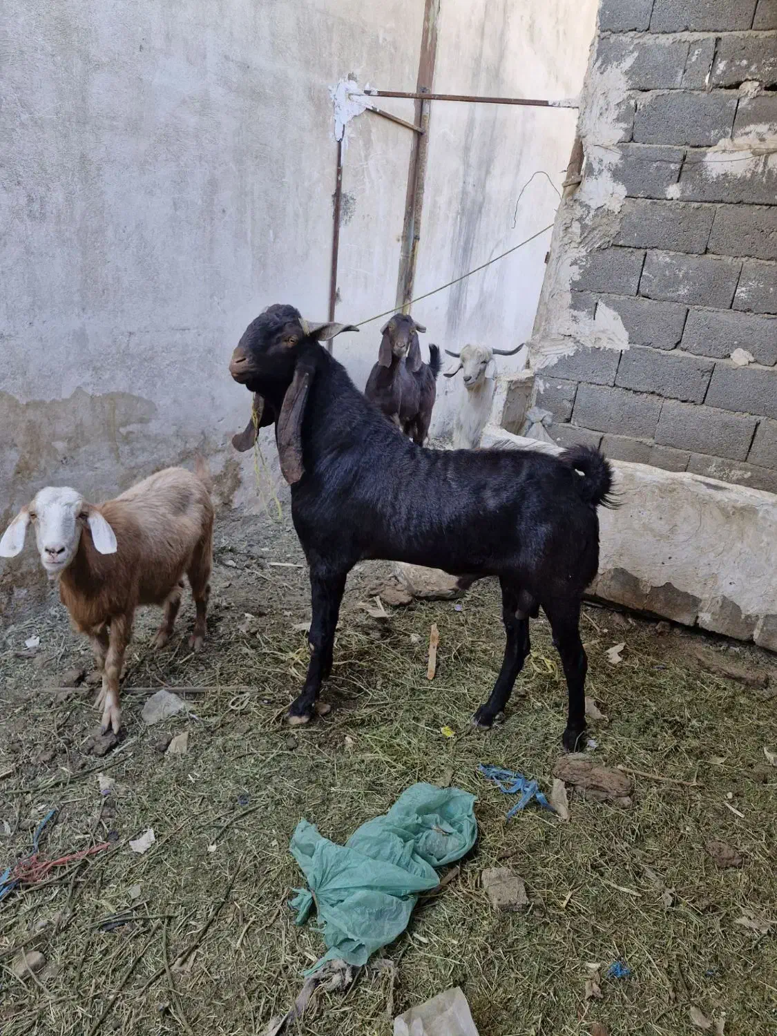 بز نر پاکستانی|حیوانات مزرعه|کهریزک, |دیوار