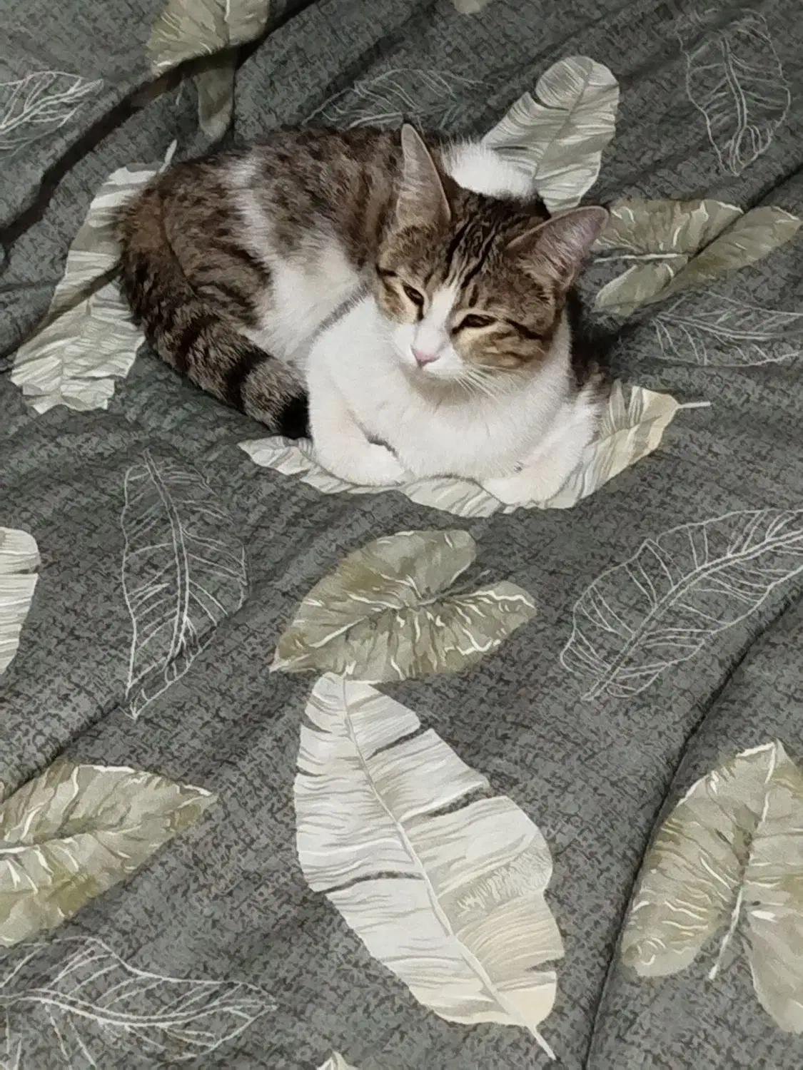 واگذاری گربه 8 ماهه و آروم|گربه|لنجان, |دیوار