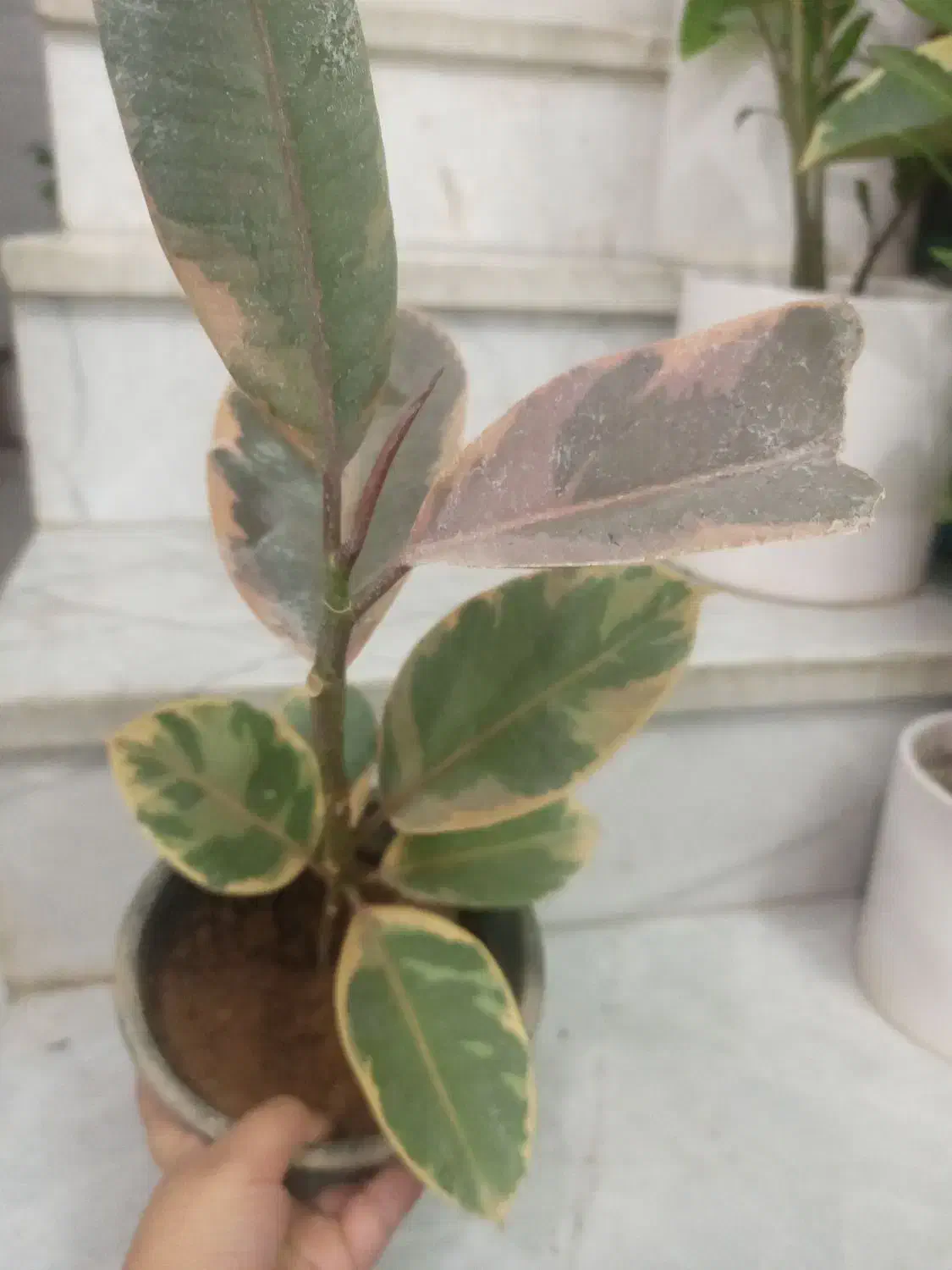 گل اپارتمانی برکه|گل و گیاه طبیعی|یزد, |دیوار