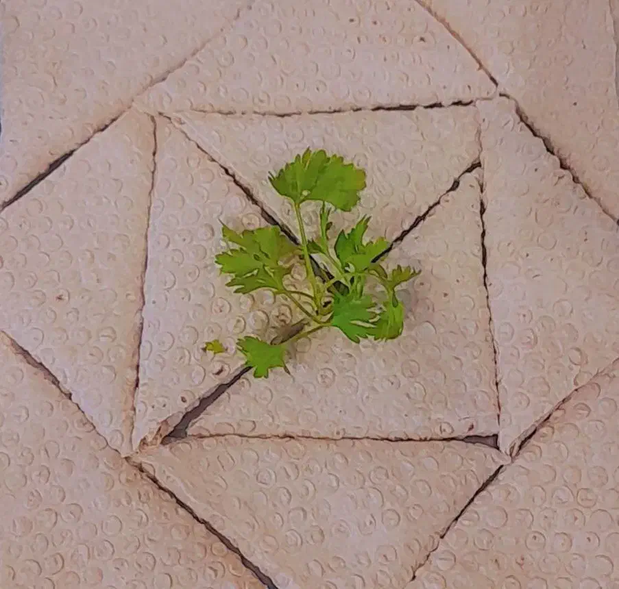 سمبوسه ابادان طعم بی نظیر ی بار امتحان کن|خوردنی و آشامیدنی|اصفهان, فجر|دیوار