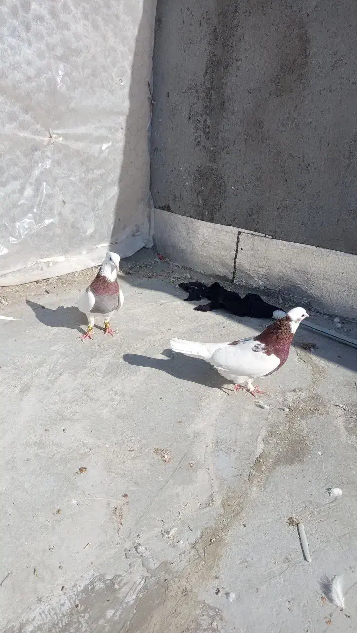 طوقی|پرنده|سبزوار, رباط|دیوار