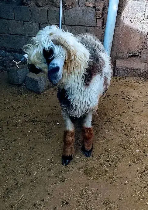 بره|حیوانات مزرعه|اردل, |دیوار