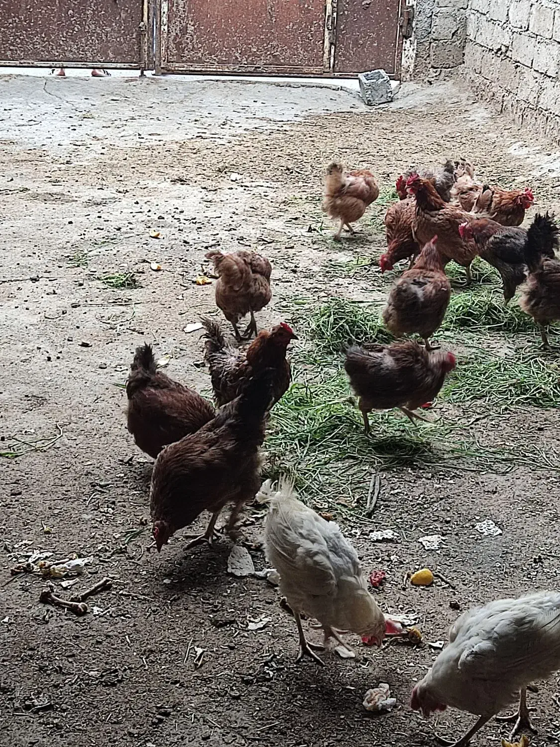 مرغ|حیوانات مزرعه|اشنویه, |دیوار