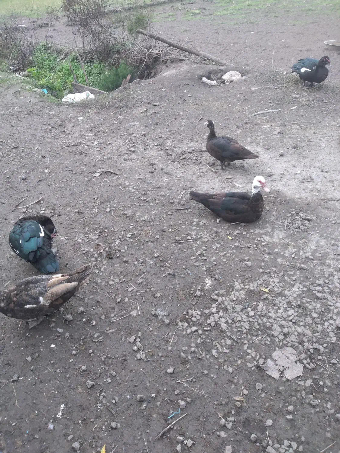 اردک اسرائیلی|حیوانات مزرعه|آستانه اشرفیه, |دیوار