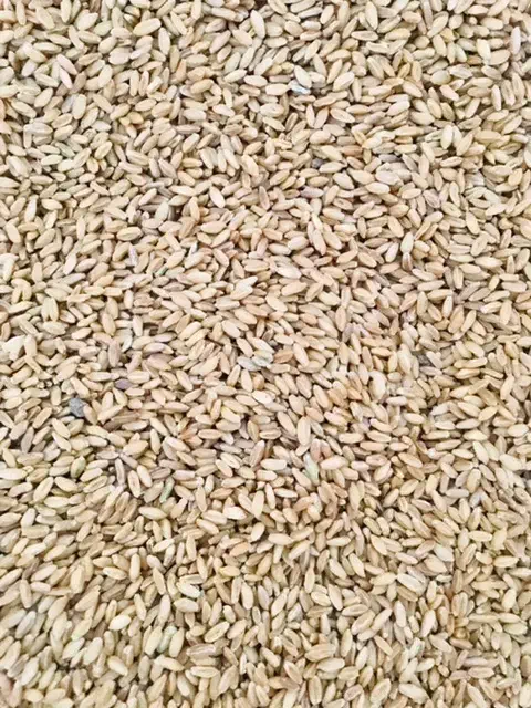 گندم بزری کوهدشت|عمده‌فروشی|کوهدشت, |دیوار