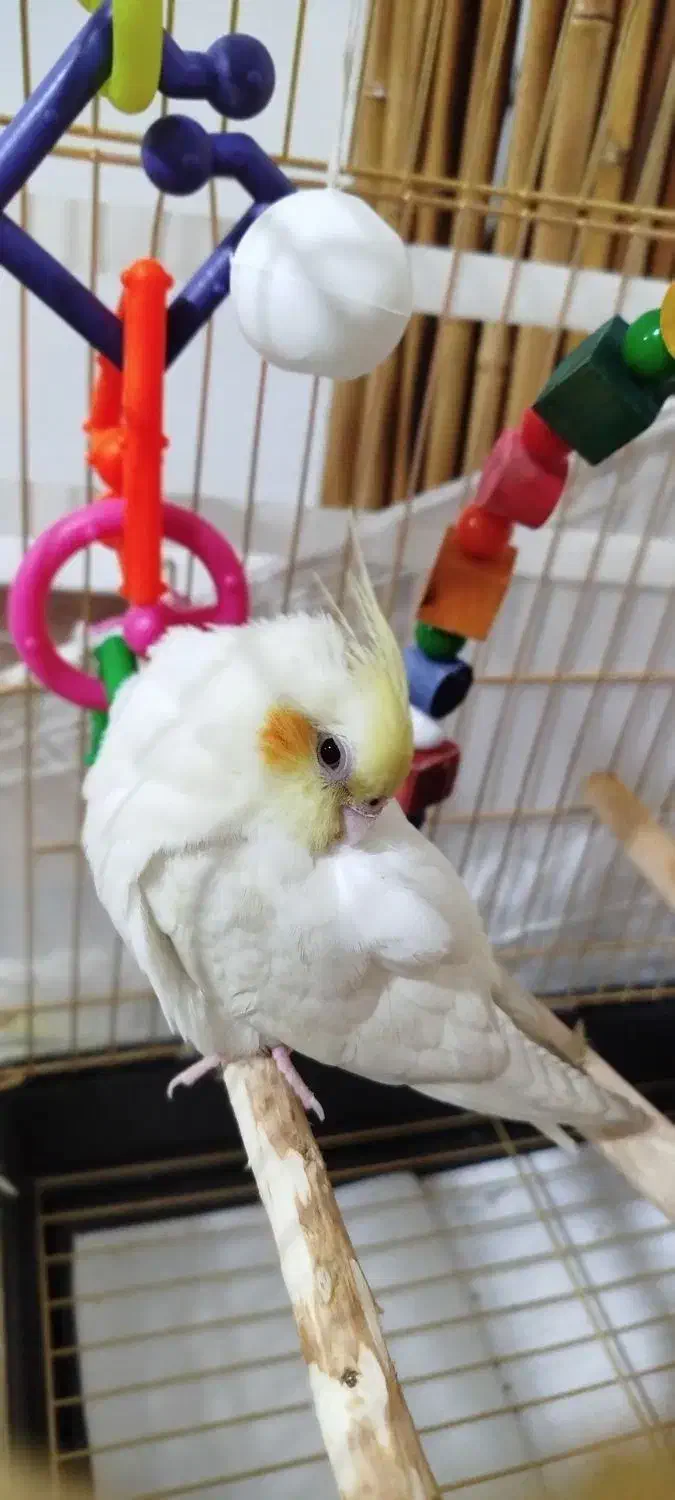 عروس هلندی|پرنده|اسلامآباد غرب, |دیوار