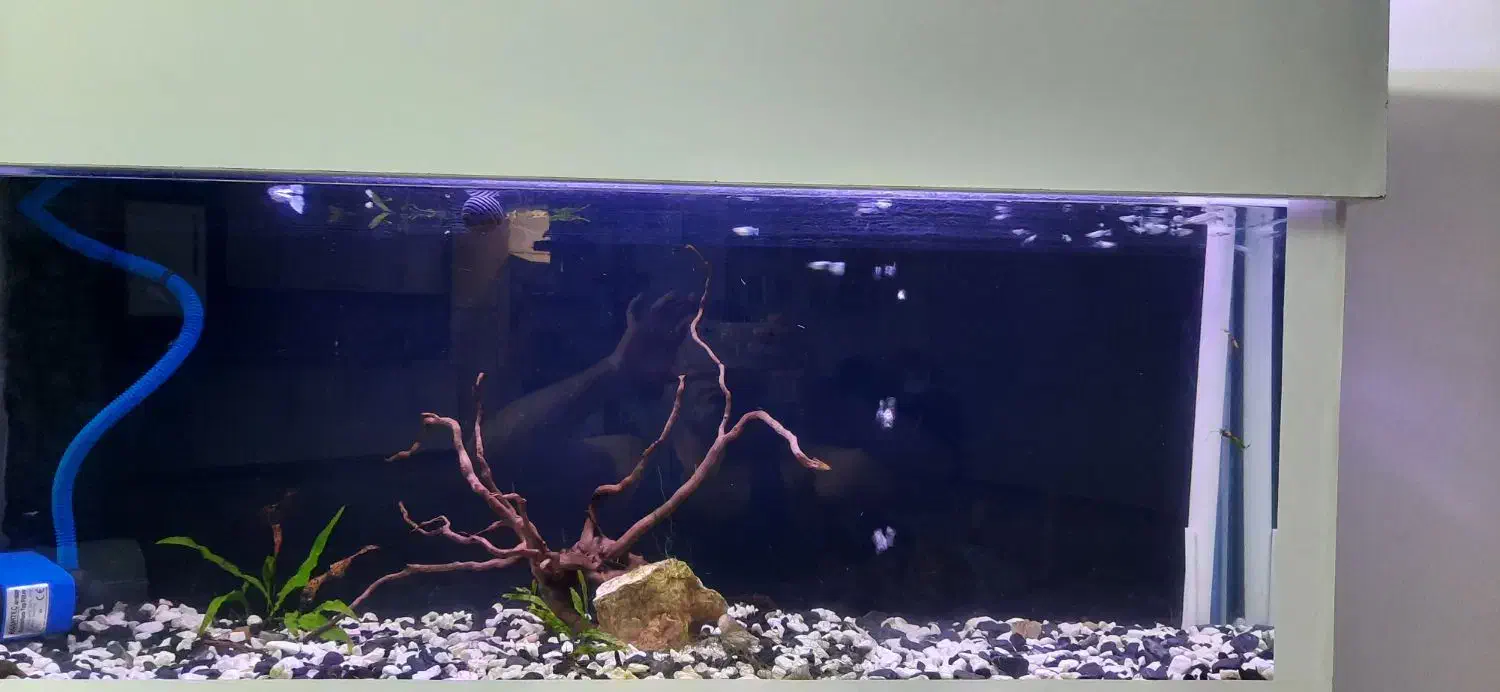 آکواریوم پلنت|ماهی|شاهرود, |دیوار