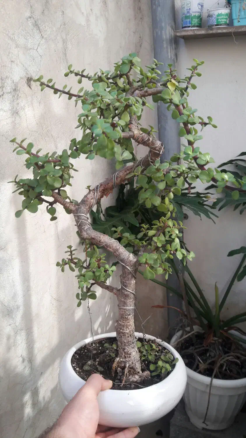 بونسای ژاپنی|گل و گیاه طبیعی|رشت, باهنر|دیوار