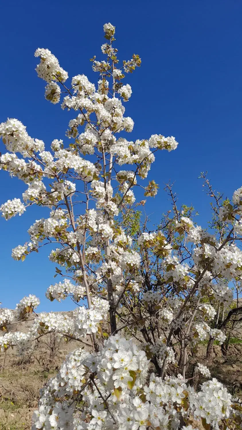 هرس درختان انگور و غیره|خدمات باغبانی و درختکاری|سبزوار, گلشن|دیوار
