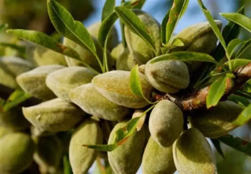 نهال بادام تونو|گل و گیاه طبیعی|رشت, پسیخان|دیوار