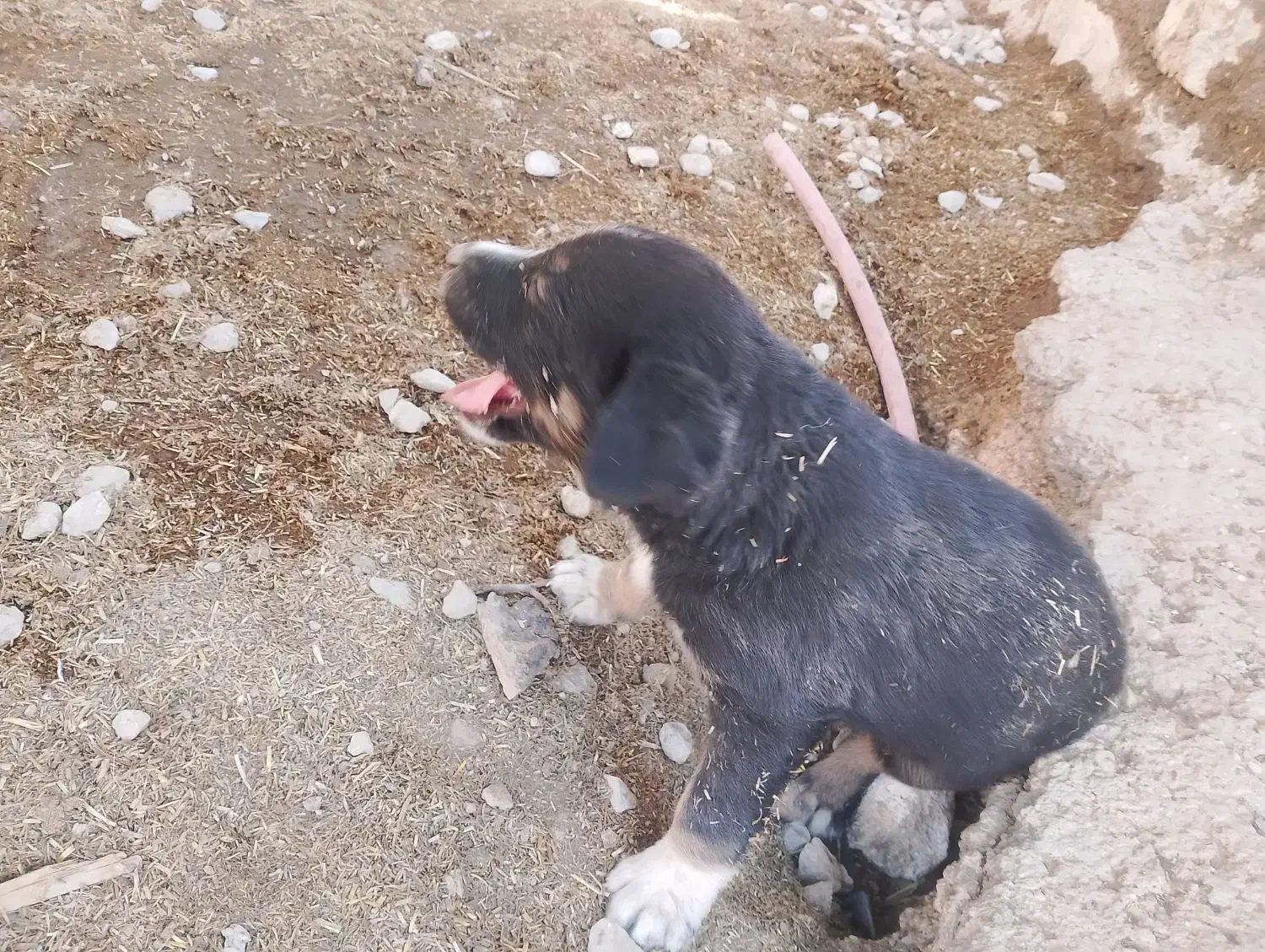 سگ نگهبان دوبرمن|سگ|کوهمره, |دیوار