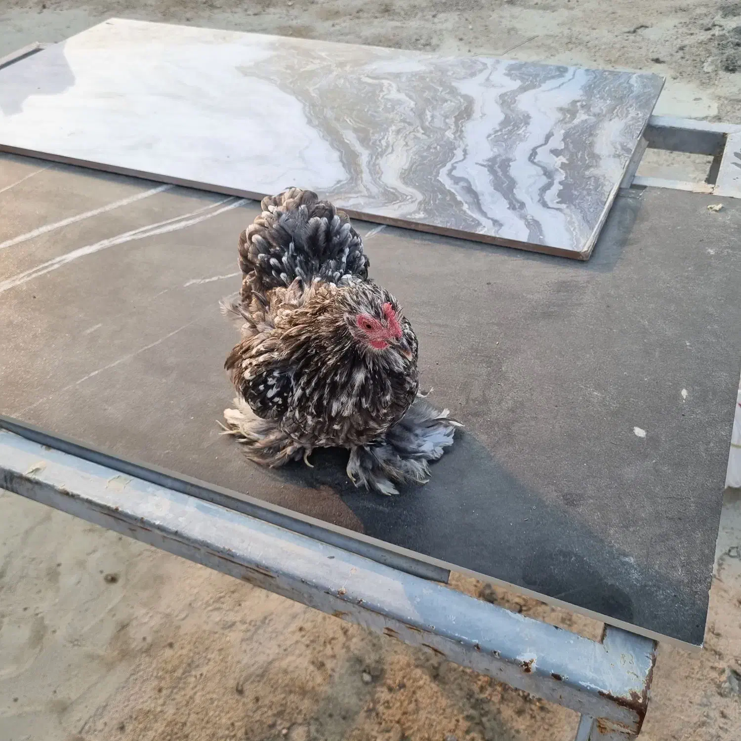 مرغ کوشین|حیوانات مزرعه|کوخرد هرنگ, |دیوار