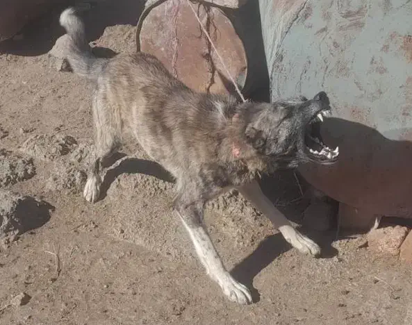 یک جفت توله افغانی 8 ماهه نگهبان|سگ|اردبیل, |دیوار