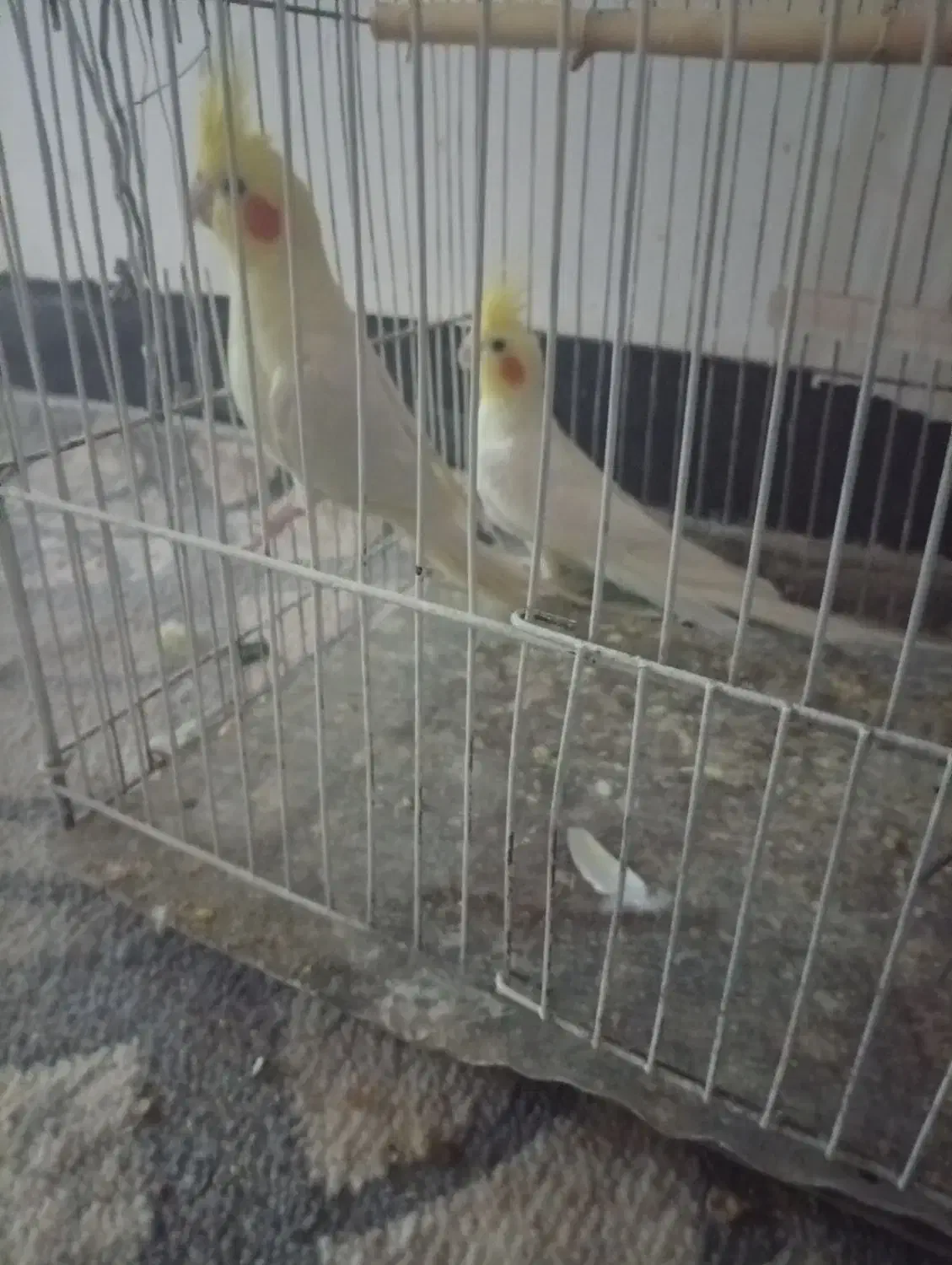 عروس هلندی بالغ لوتینیو تخم و جوجه ای|پرنده|زابل, |دیوار