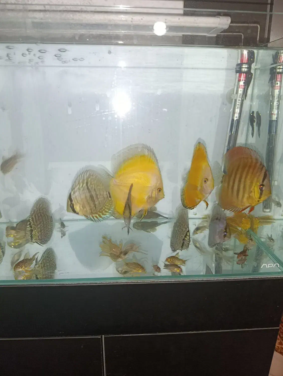 دیسکس|ماهی|تهران, خاک سفید|دیوار