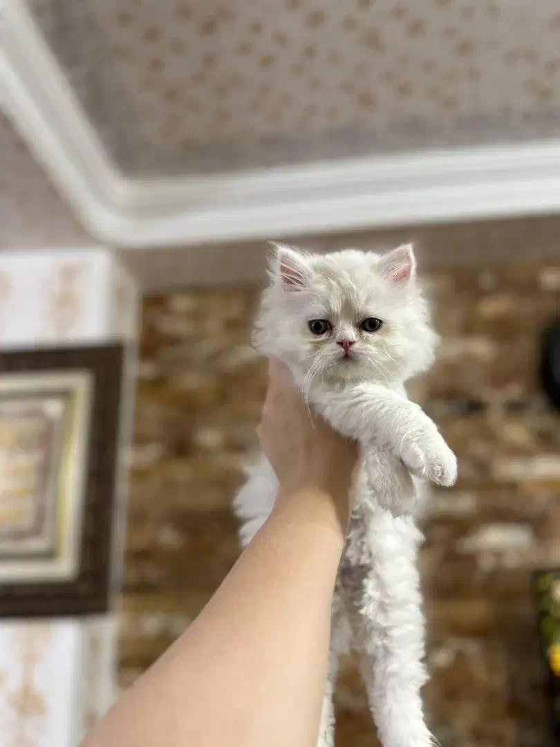 پرشین فلت|گربه|ارومیه, |دیوار