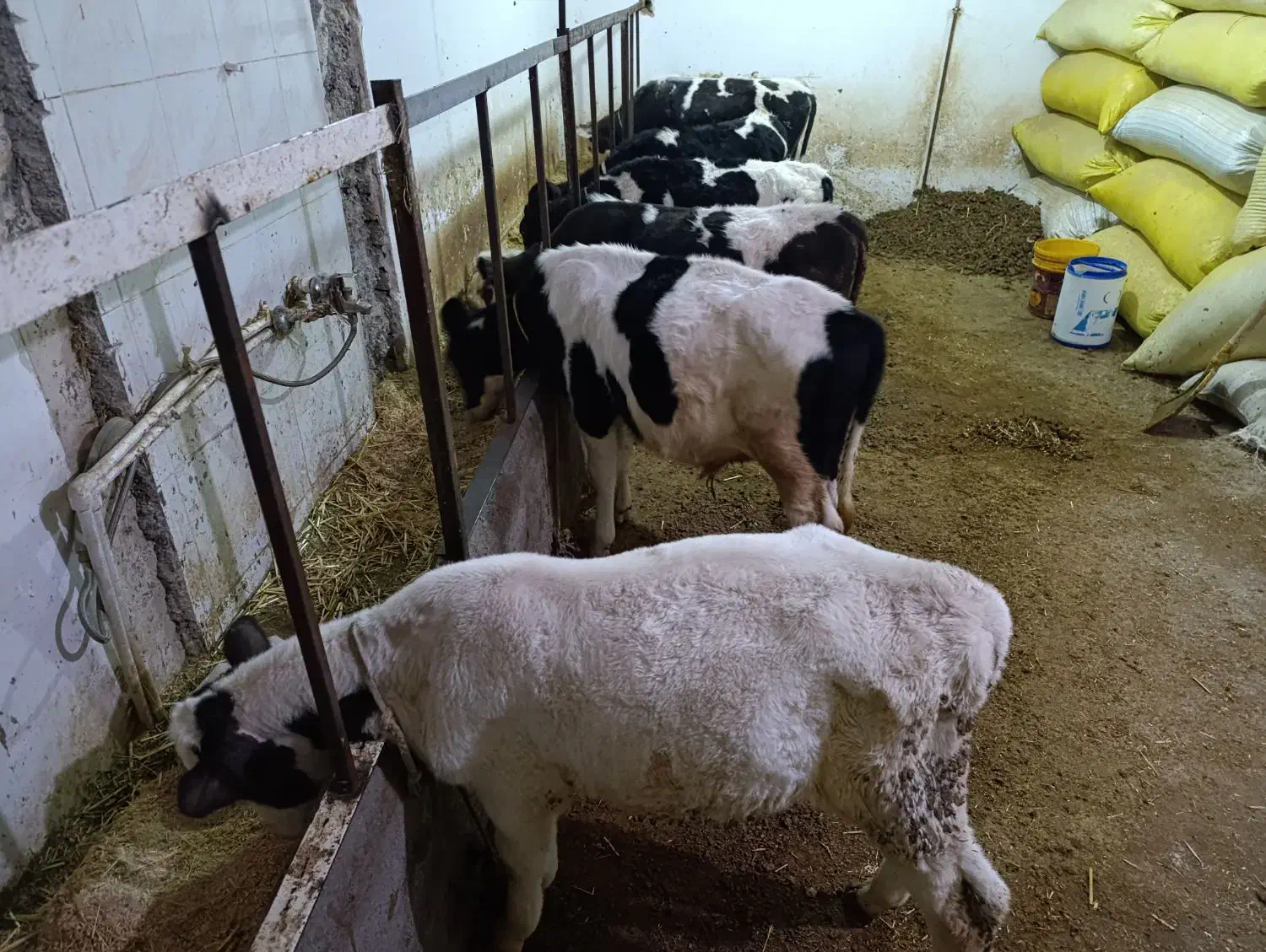 گوساله نر.سیمینتال و هلشتاین اصل|حیوانات مزرعه|مهربان, |دیوار