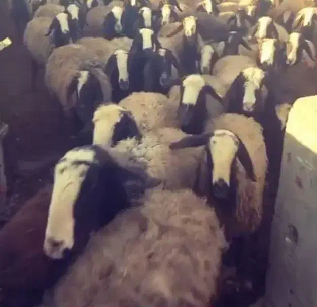 فــروش گوسفند دوقلو زا و چنـد قلوزا و بره|حراج|یزد, |دیوار