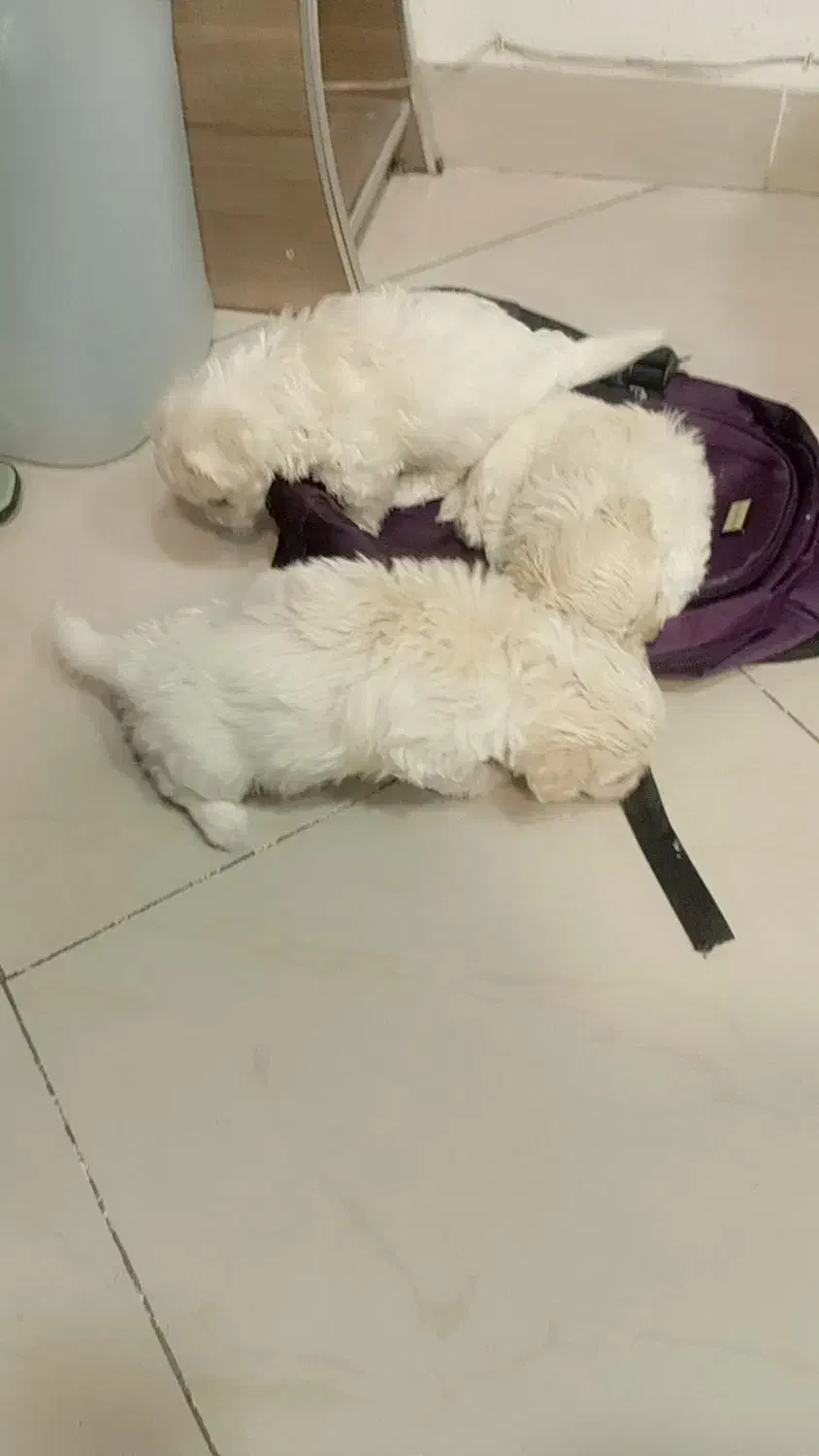 تریر بازیگوش|سگ|تبریز, |دیوار