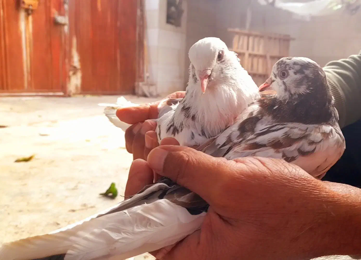 کبوتر کاکلی،پرشی،نوک قنار|پرنده|مزرعه کتول, |دیوار