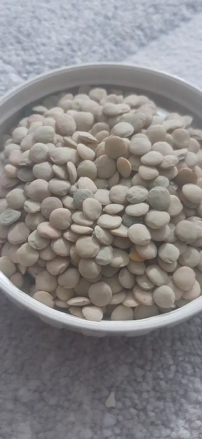 عدس|خوردنی و آشامیدنی|کرانی, |دیوار