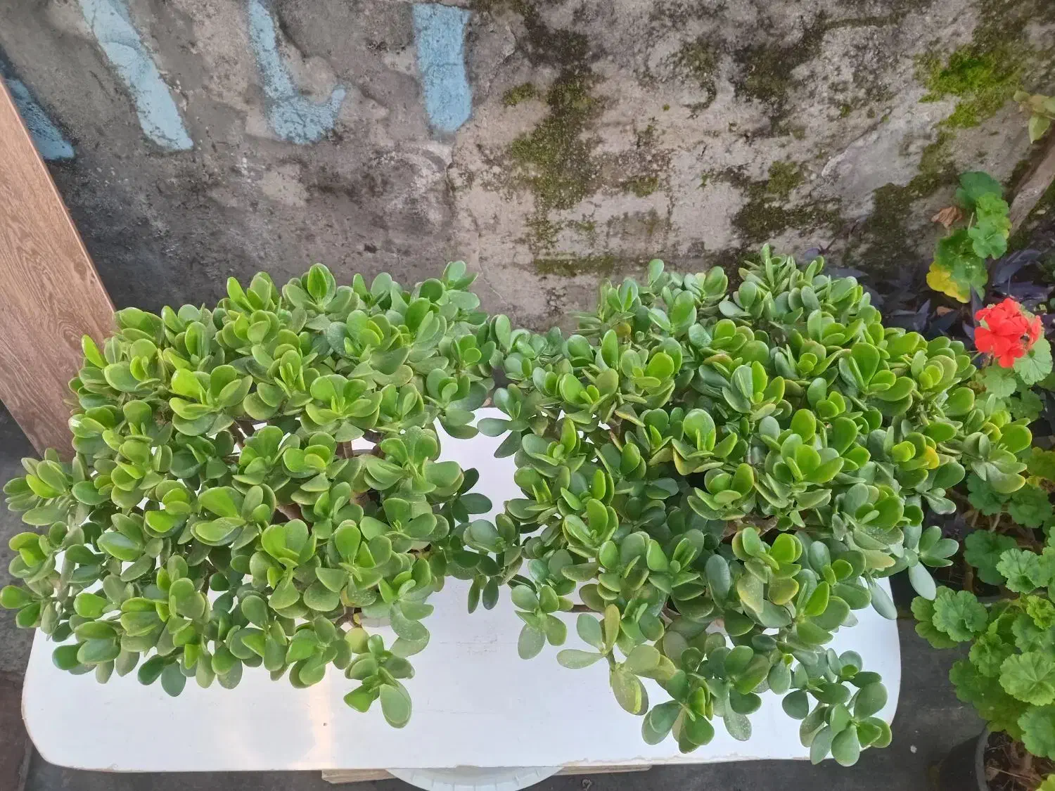 گل  یشم|گل و گیاه طبیعی|رشت, جهاد|دیوار