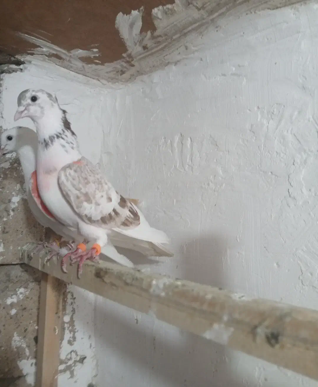 کبوتر|حیوانات|شاهین دژ, |دیوار