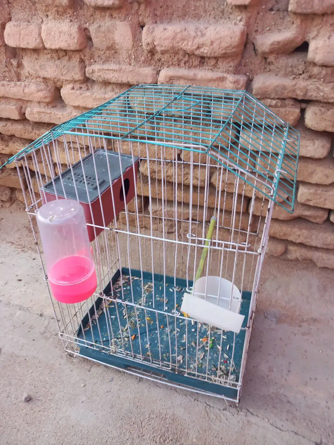 عروس هلندی|پرنده|اندیمشک, |دیوار