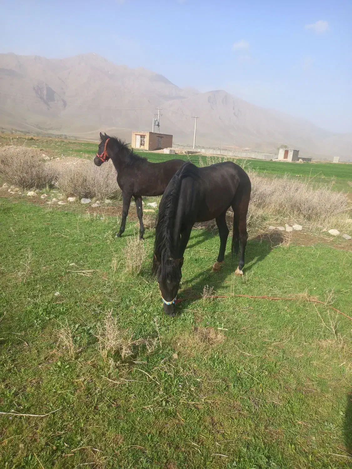 اسب|اسب و تجهیزات اسب‌سواری|شهرکرد, |دیوار