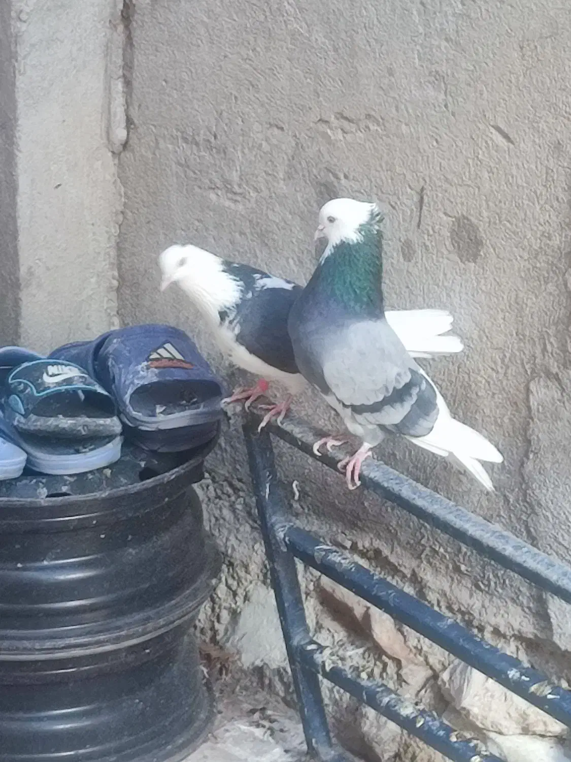 کبوتر|پرنده|ایلام, |دیوار