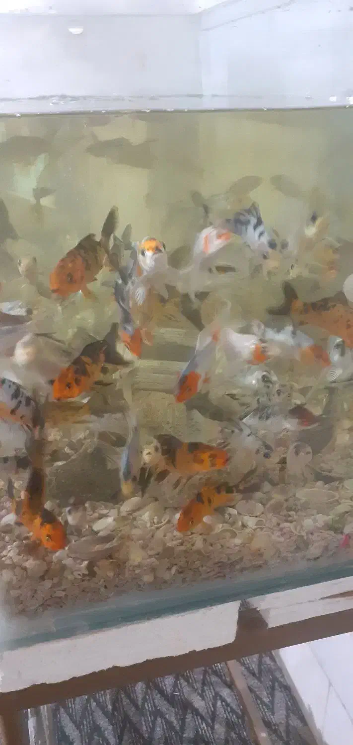 ماهی کوی|ماهی|یزد, |دیوار