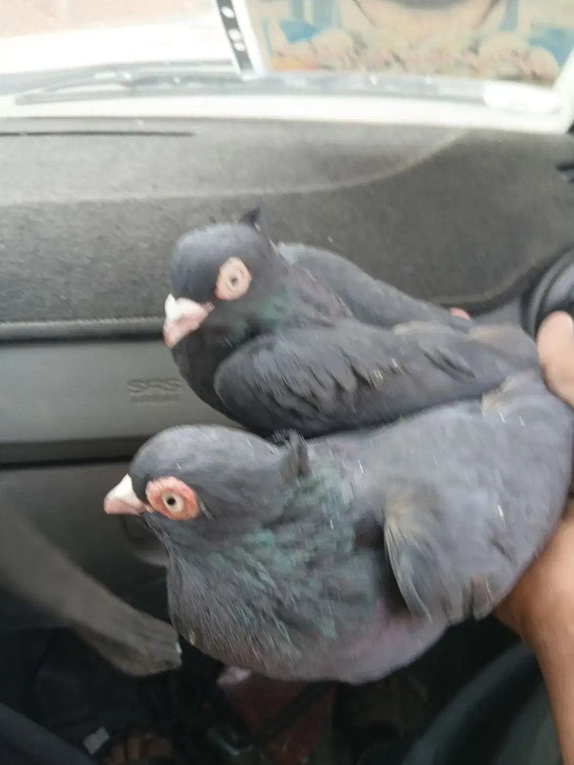 سیاه چشم نک|پرنده|باغ بهادران, |دیوار