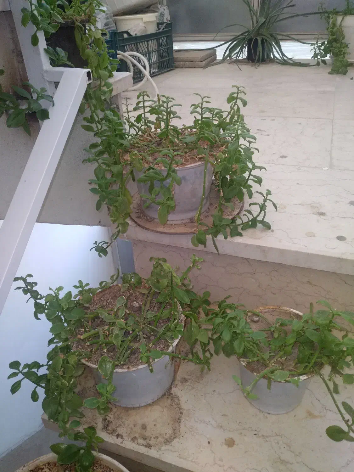 گل طبیعی از ۵۰ تومن تا ۲۵۰ تومن|گل و گیاه طبیعی|شاهرود, |دیوار