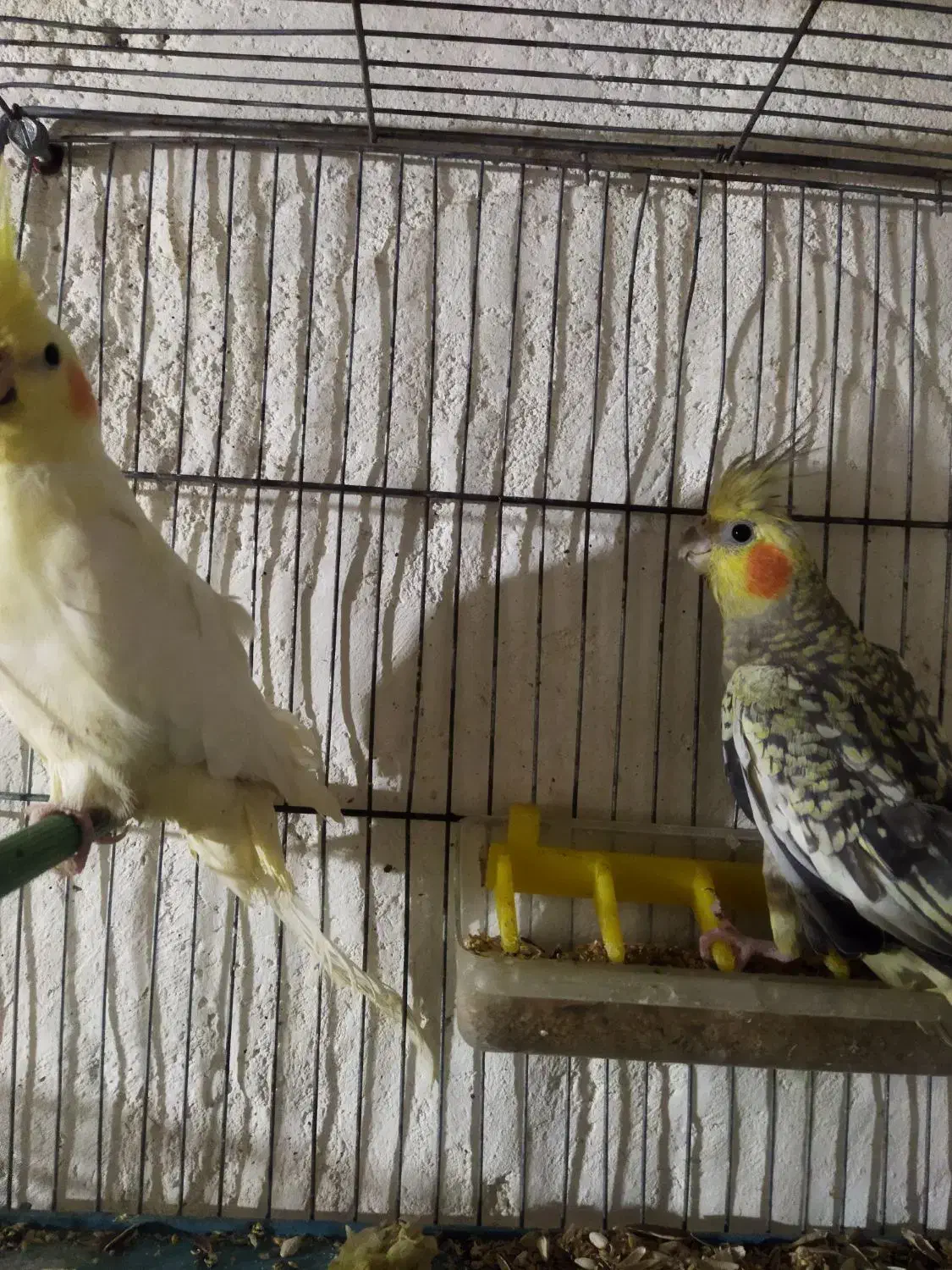 عروس|پرنده|ویلکیج, |دیوار