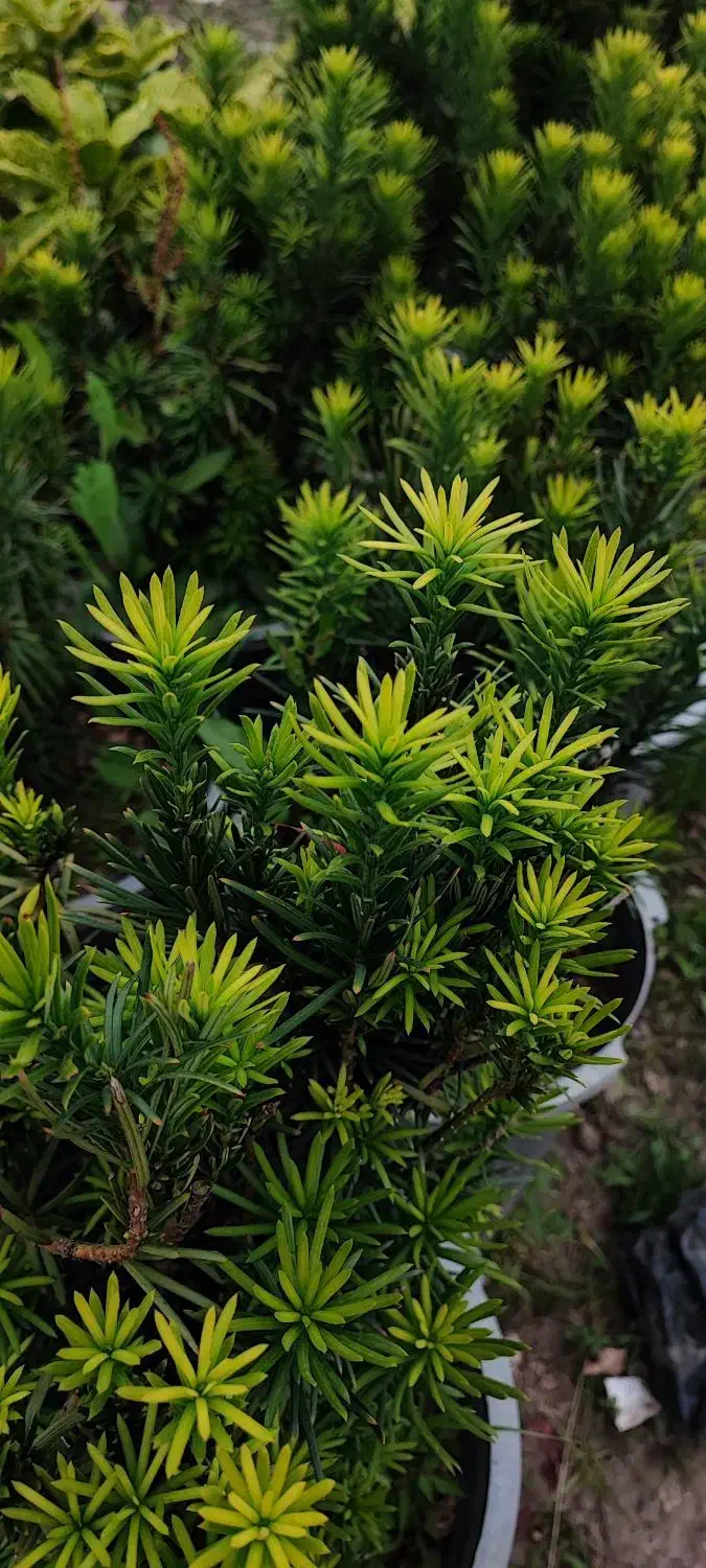 باغ گل و گیاه|فروش زمین و ملک کلنگی|کلاچای, |دیوار