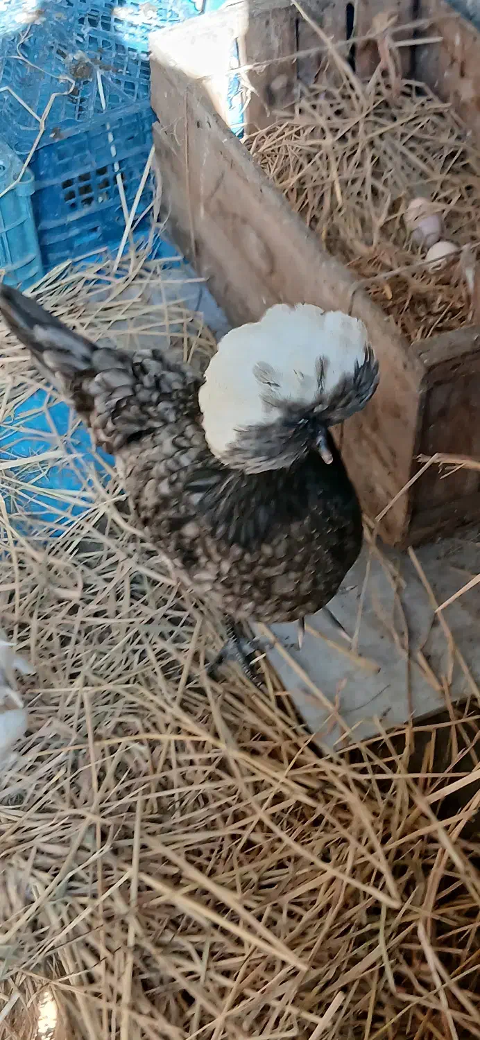 فروش مرغ و خروس لهستانی بسیار زیبا|حیوانات مزرعه|زرگرشهر, |دیوار