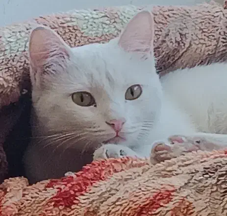 گربه نژاد تورکیش|گربه|نیشابور, بنیاد شهید|دیوار