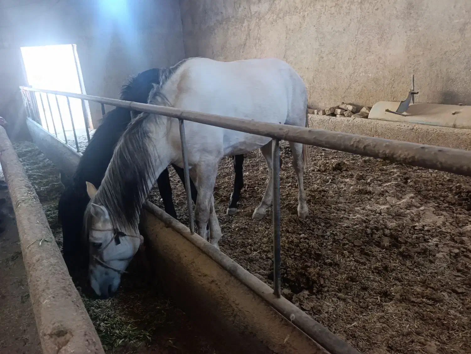 اسب|اسب و تجهیزات اسبسواری|قم, قلعه کامکار|دیوار