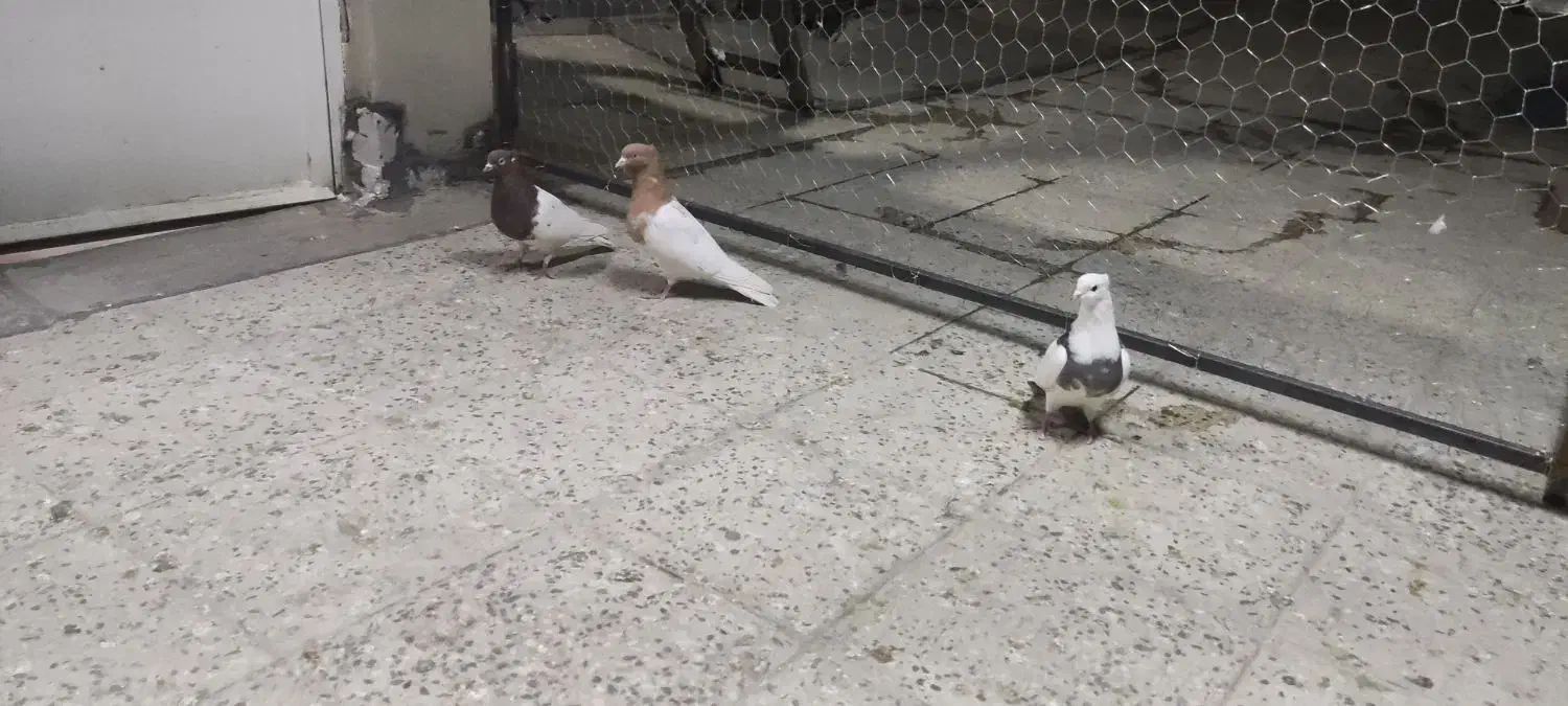 کبوتر|حیوانات|بروجرد, |دیوار