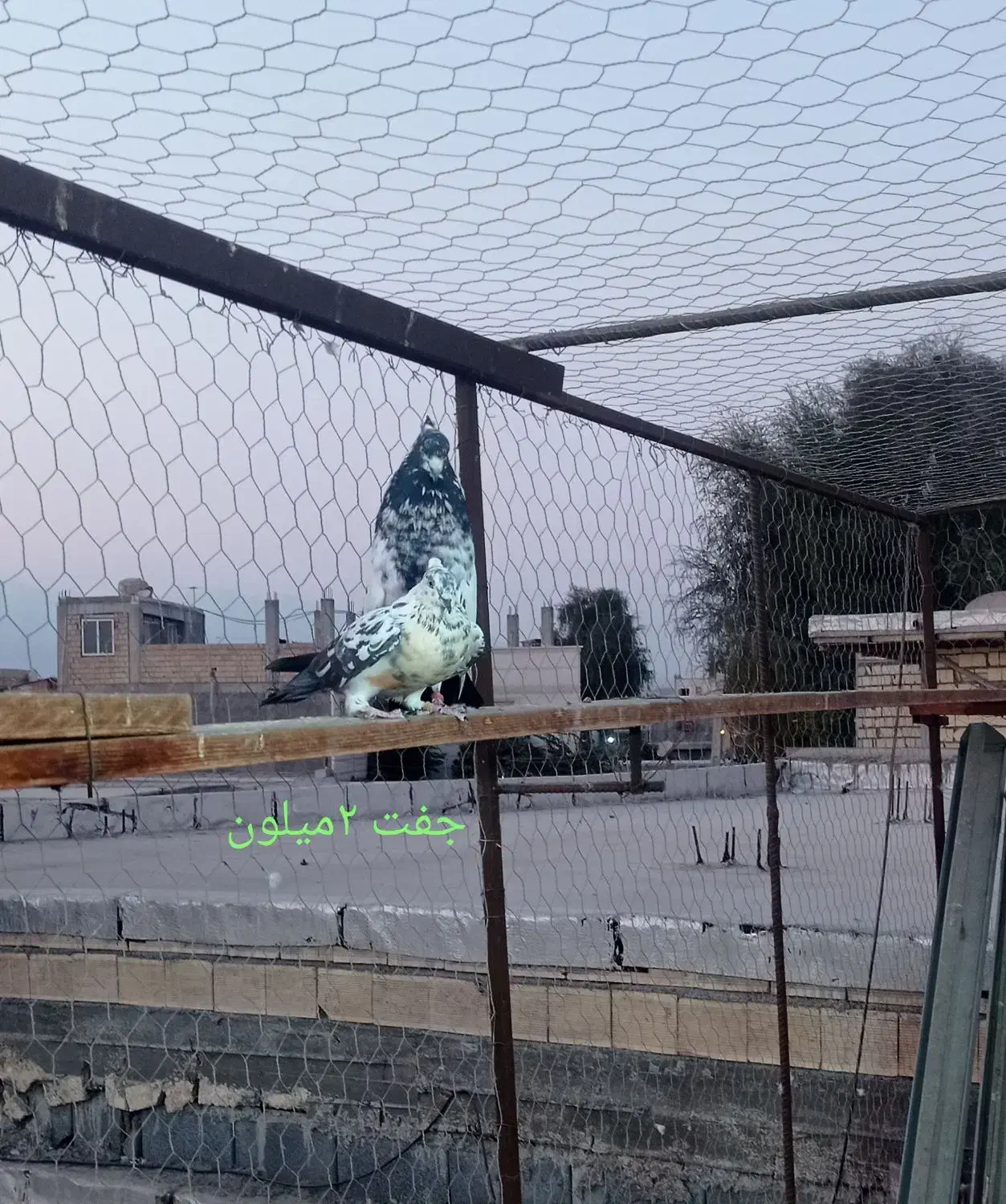 فروش کبوتر|پرنده|بندرعباس, |دیوار