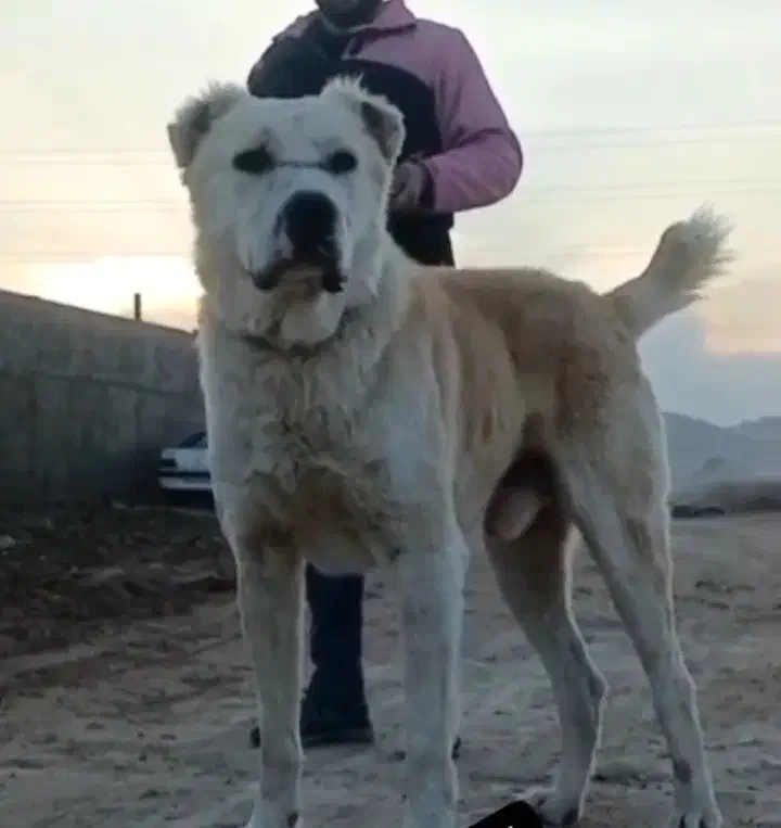 آلابای|سگ|ساوه, |دیوار