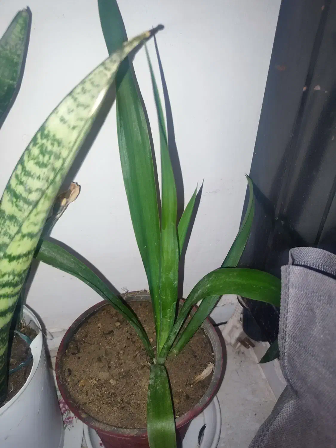 گل آپارتمانی|گل و گیاه طبیعی|بندرعباس, |دیوار