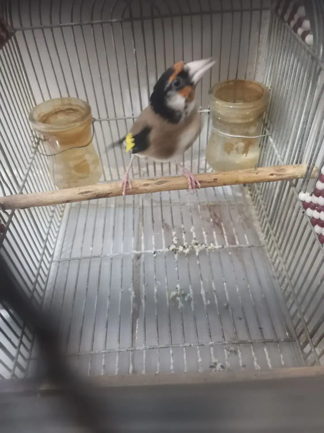 سهره زاغ|پرنده|شیراز, پودنک|دیوار